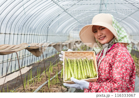 アスパラ収穫、農作業の女性 116333067
