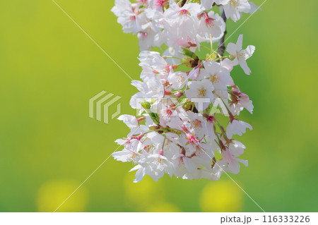 菜の花の背景に映える桜 116333226