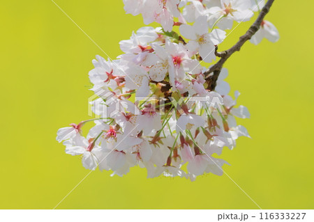 菜の花の背景に映える桜 116333227