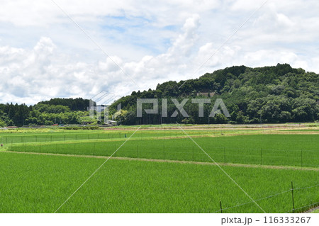 絵画のような田園の風景 116333267