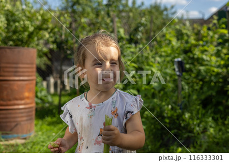 Having bitten off sour rhubarb, the child wrinkles his face funny at the taste. The child likes the sour taste of the rhubarb plant. Cute child eats sour rhubarb on a sunny day. 116333301