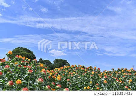 満開のベニバナ畑の風景　（埼玉県・桶川市） 116333435