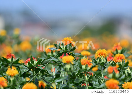 満開のベニバナ畑の風景　（埼玉県・桶川市） 116333440