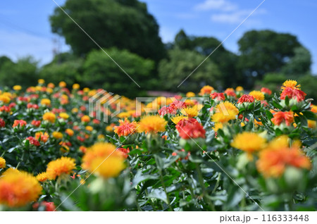 満開のベニバナ畑の風景　（埼玉県・桶川市） 116333448