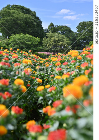 満開のベニバナ畑の風景　（埼玉県・桶川市） 116333457