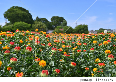 満開のベニバナ畑の風景　（埼玉県・桶川市） 116333475