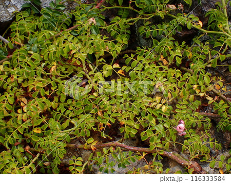 岩場に生えるテリハノイバラの葉 岩場に生えるテリハノイバラの葉 116333584