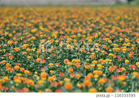 満開のベニバナ畑の風景　（埼玉県・桶川市） 116333593