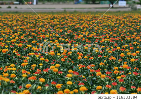 満開のベニバナ畑の風景 (埼玉県・桶川市) 満開のベニバナ畑の風景 (埼玉県・桶川市) 116333594