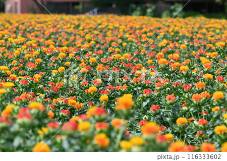満開のベニバナ畑の風景 (埼玉県・桶川市) 満開のベニバナ畑の風景 (埼玉県・桶川市) 116333602