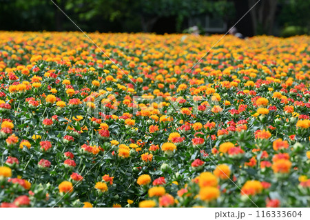 満開のベニバナ畑の風景　（埼玉県・桶川市） 116333604
