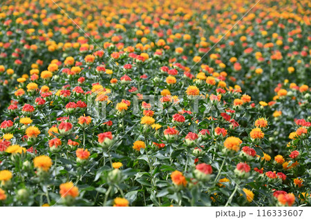 満開のベニバナ畑の風景　（埼玉県・桶川市） 116333607