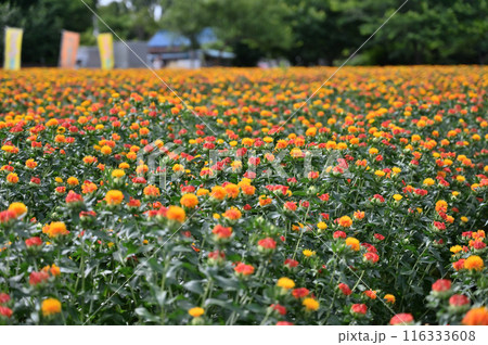 満開のベニバナ畑の風景 (埼玉県・桶川市) 満開のベニバナ畑の風景 (埼玉県・桶川市) 116333608