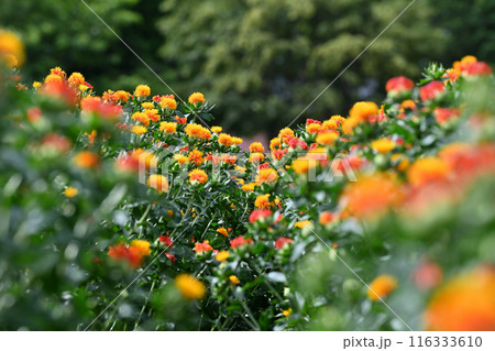 満開のベニバナ畑の風景　（埼玉県・桶川市） 116333610