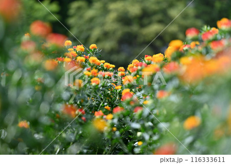 満開のベニバナ畑の風景 (埼玉県・桶川市) 満開のベニバナ畑の風景 (埼玉県・桶川市) 116333611