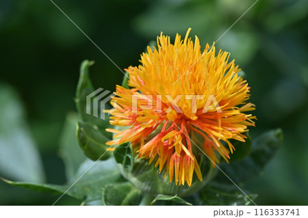 ベニバナのクローズアップ　（埼玉県・桶川市） 116333741