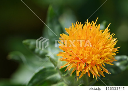 ベニバナのクローズアップ　（埼玉県・桶川市） 116333745