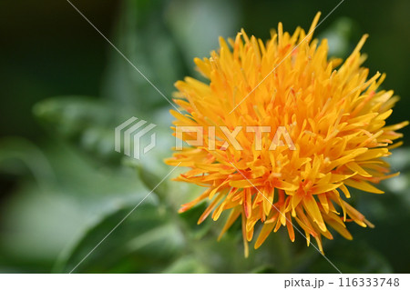 ベニバナのクローズアップ　（埼玉県・桶川市） 116333748