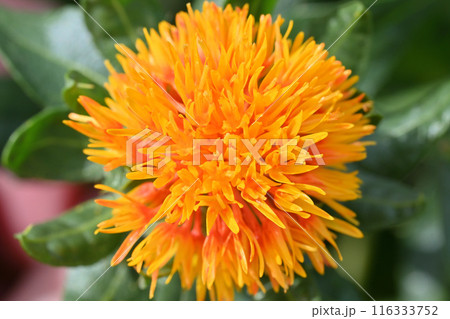 ベニバナのクローズアップ (埼玉県・桶川市) ベニバナのクローズアップ (埼玉県・桶川市) 116333752