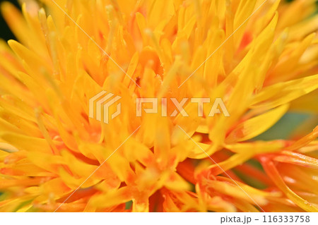 ベニバナのクローズアップ (埼玉県・桶川市) ベニバナのクローズアップ (埼玉県・桶川市) 116333758