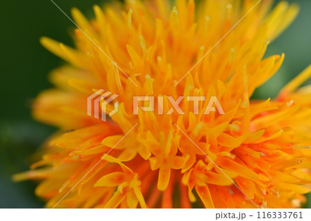 ベニバナのクローズアップ　（埼玉県・桶川市） 116333761