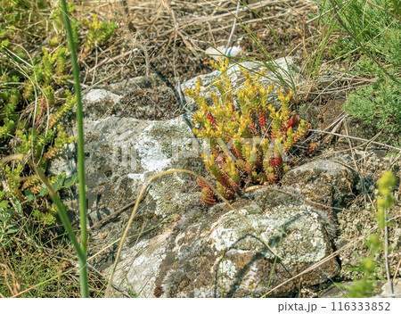 Goldmoss stonecrop or mossy stonecrop Sedum acre is a perennial flowering plant. Forest flowers. Goldmoss stonecrop or mossy stonecrop Sedum acre is a perennial flowering plant. Forest flowers. 116333852