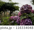 雨に濡れた紫陽花 116334048