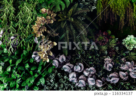 Herb wall, plant wall, natural green wallpaper and background. 116334137