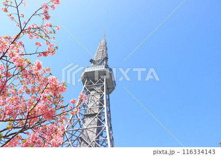 愛知県名古屋市、河津桜と名古屋テレビ塔の風景 116334143