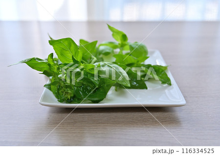 バジル 新鮮野菜 夏野菜 採れたて 朝採れ 家庭菜園 バジル 新鮮野菜 夏野菜 採れたて 朝採れ 家庭菜園 116334525