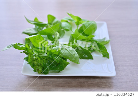 バジル　新鮮野菜　夏野菜　採れたて　朝採れ　家庭菜園 116334527