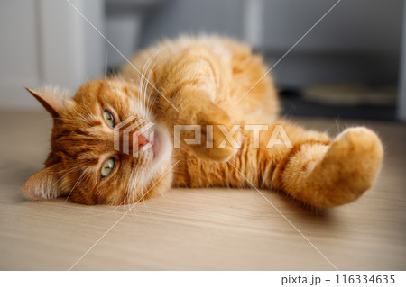 Cute ginger cat lying on the floor close up 116334635