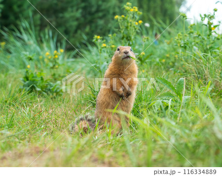 Prairie  dog looking at a camera on a grassy field 116334889