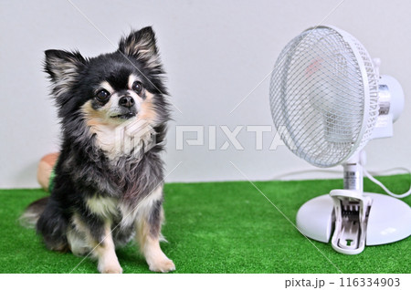 扇風機で涼むチワワ　夏素材 116334903