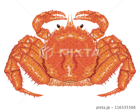 毛ガニ 116335388
