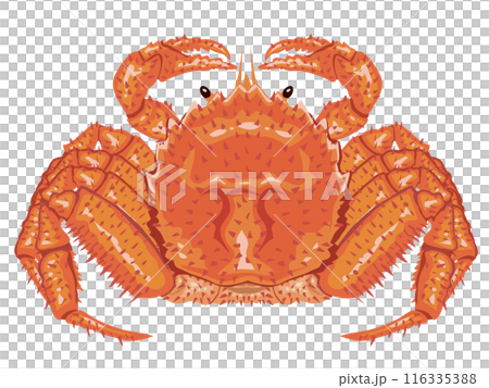 毛ガニ 116335388