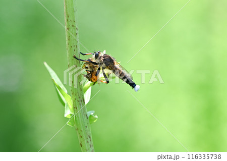 シオヤアブ 116335738