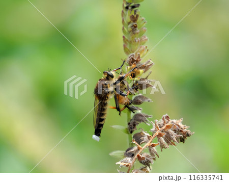 シオヤアブ 116335741