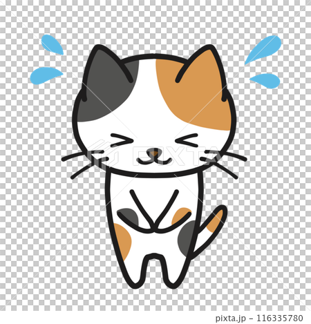 Calico cat bowing impatiently Calico cat bowing impatiently 116335780