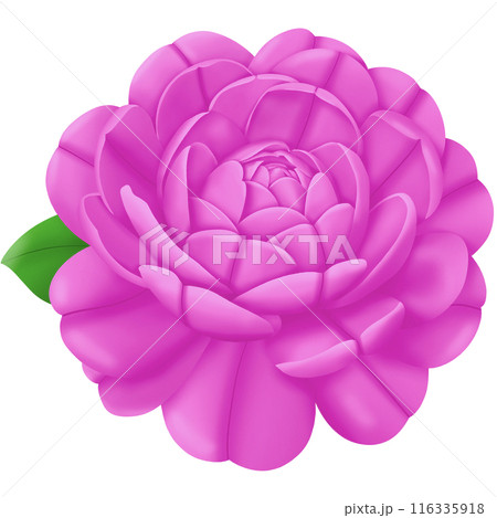 pink flower isolated on white background pink flower isolated on white background 116335918
