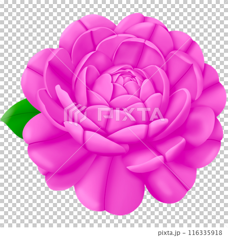 pink flower isolated on white background pink flower isolated on white background 116335918