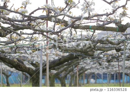 梨の白い花 梨の白い花 116336528