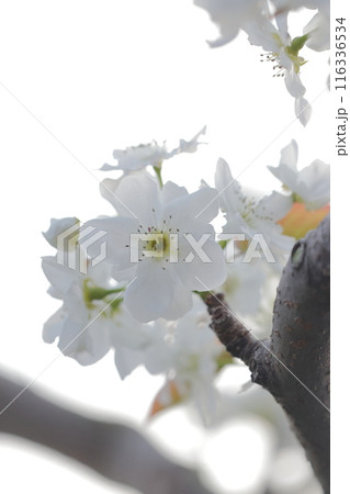 梨の白い花 116336534