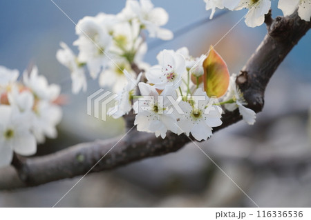 梨の白い花 116336536