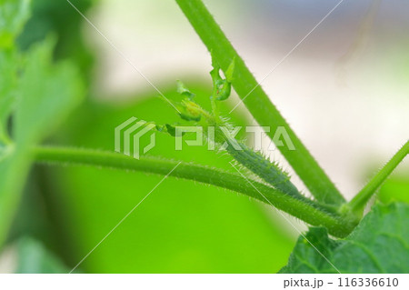 キュウリ 夏野菜の花 キュウリ 夏野菜の花 116336610