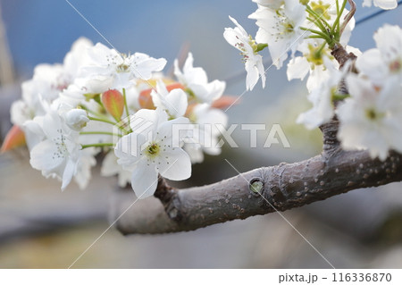 梨の白い花 梨の白い花 116336870