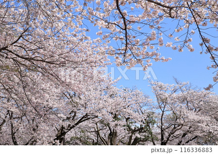 満開の桜 116336883