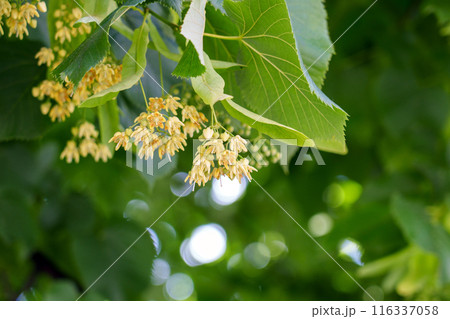 Natural medicinal abundance of Linden tree flowers in the lush green foliage in summer day close up Natural medicinal abundance of Linden tree flowers in the lush green foliage in summer day close up 116337058