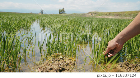 grabs a rice plant in a rice field, panoramic format grabs a rice plant in a rice field, panoramic format 116337124