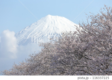 雪をかぶった富士山と桜 雪をかぶった富士山と桜 116337225